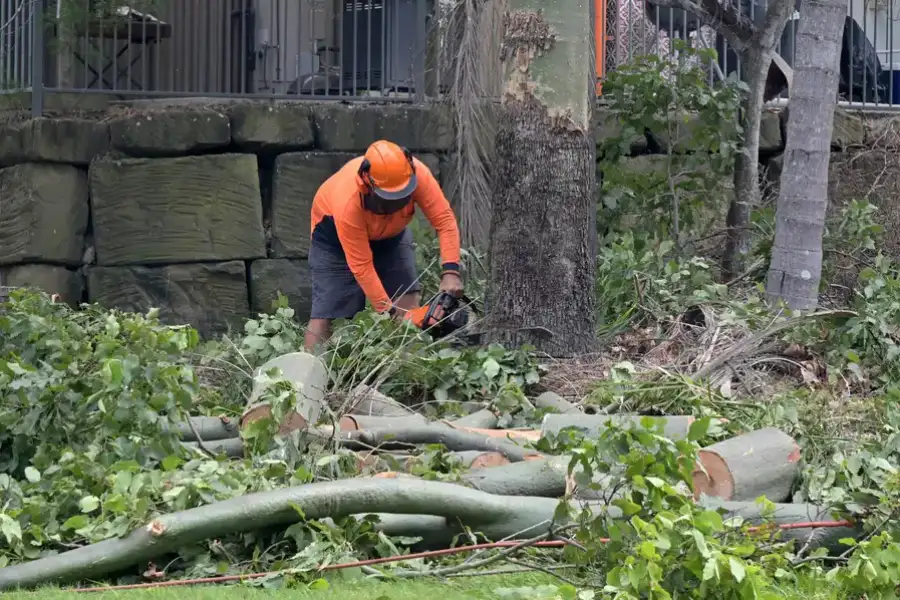 Affordable Tree Removal Services Micco, FL Affordable Tree Removal Services Micco, FL