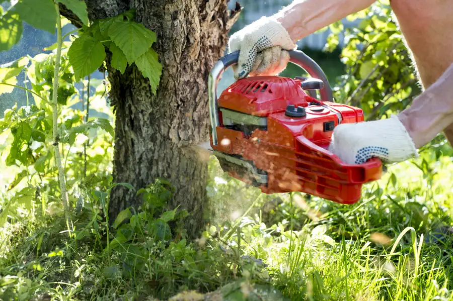 How Excavation Helps After Tree Removal Services in Micco, FL How Excavation Helps After Tree Removal Services in Micco, FL