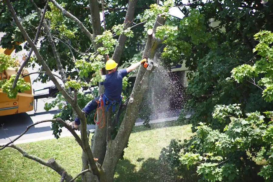 Impact Of Tree Removal On Soil And Excavation Work in Micco, FL Impact Of Tree Removal On Soil And Excavation Work in Micco, FL