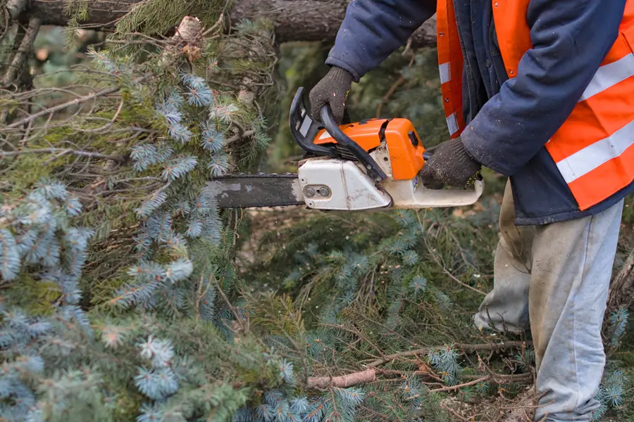 Quality Tree Removal Services Micco, FL Quality Tree Removal Services Micco, FL