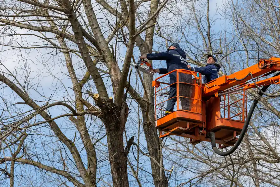 Reputable Tree Removal Services Micco, FL Reputable Tree Removal Services Micco, FL